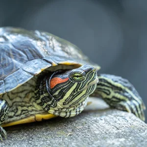 Photo de la tortue