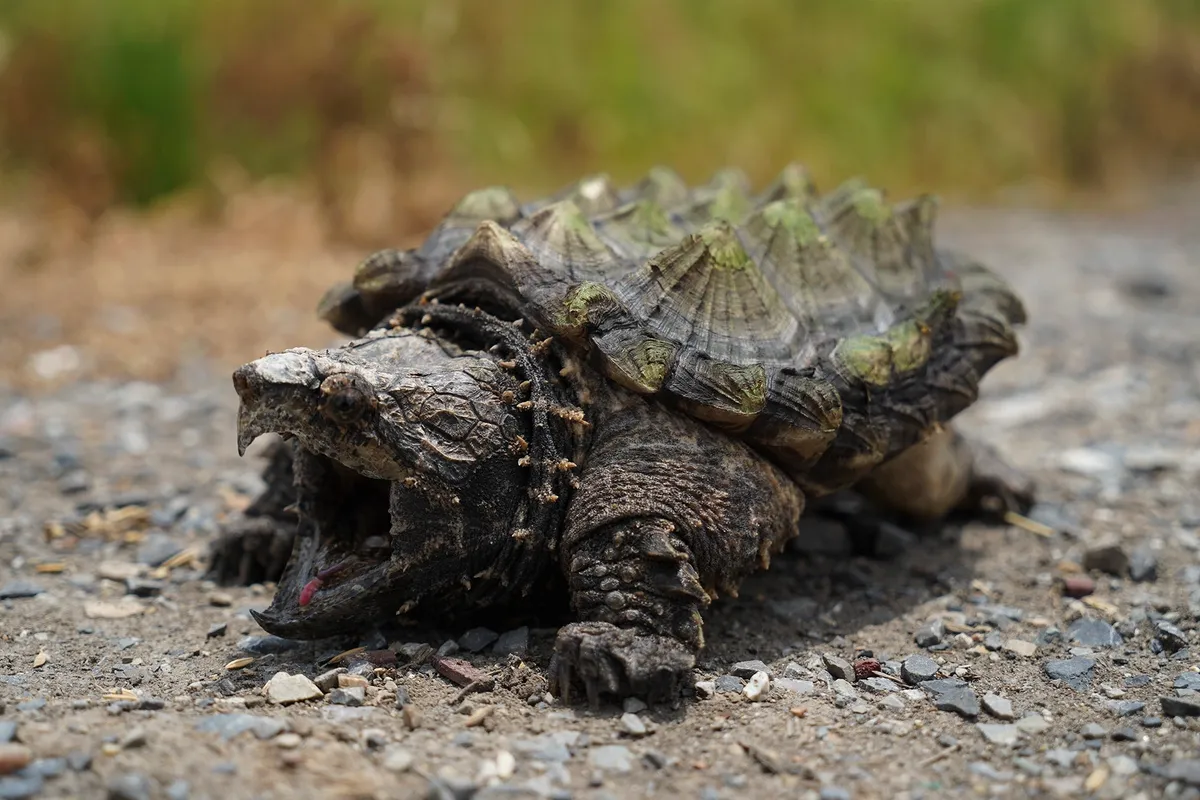 Photo de la tortue