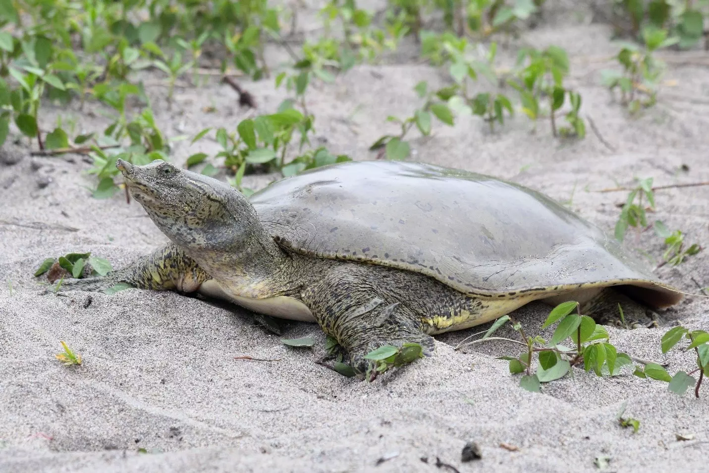 Photo de la tortue