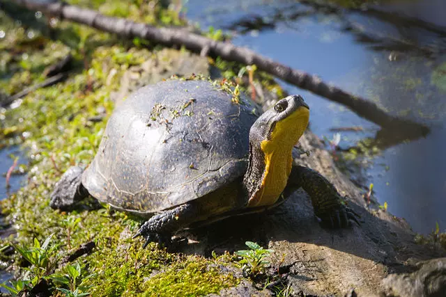 Photo de la tortue