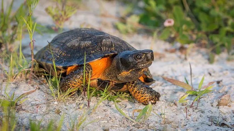 Photo de la tortue