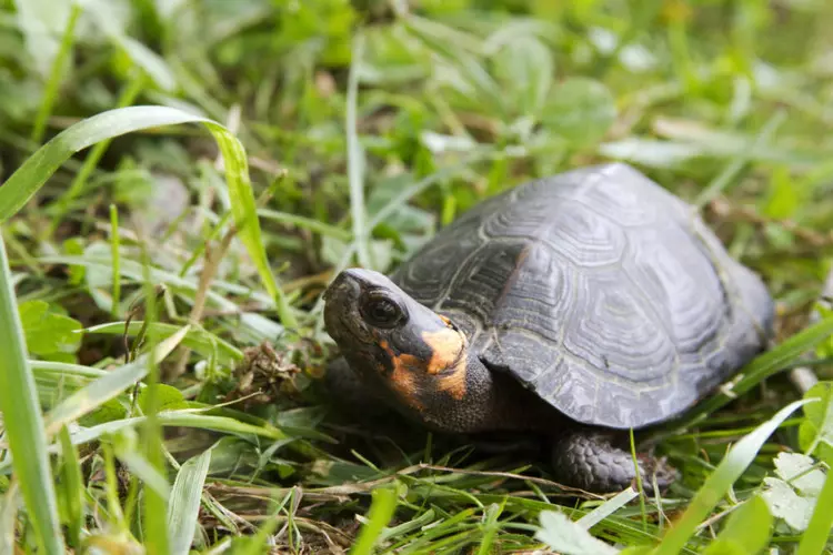 Photo de la tortue