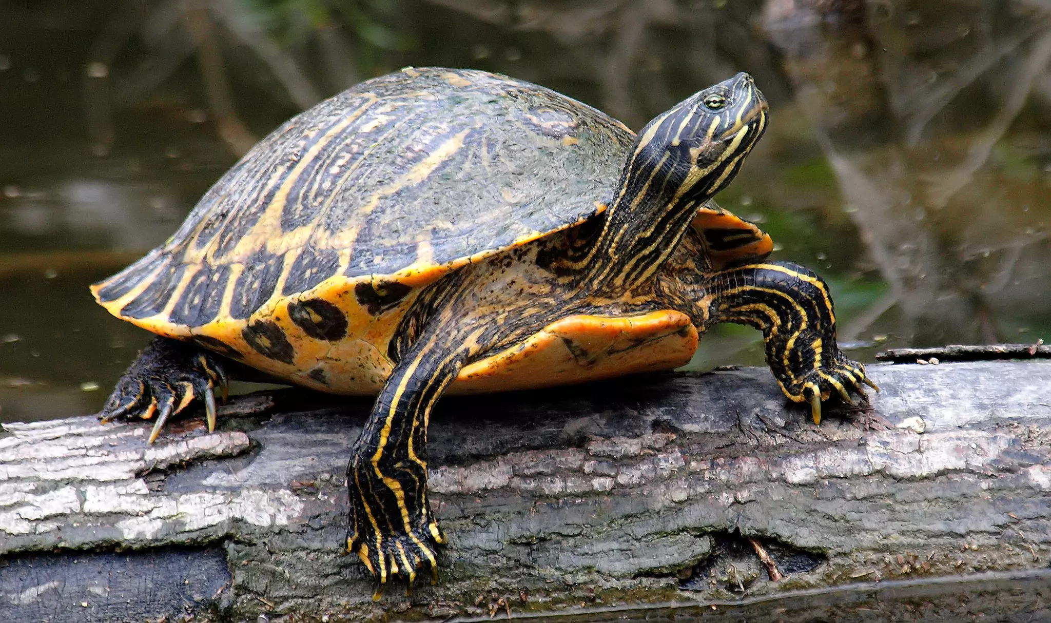 Photo de la tortue