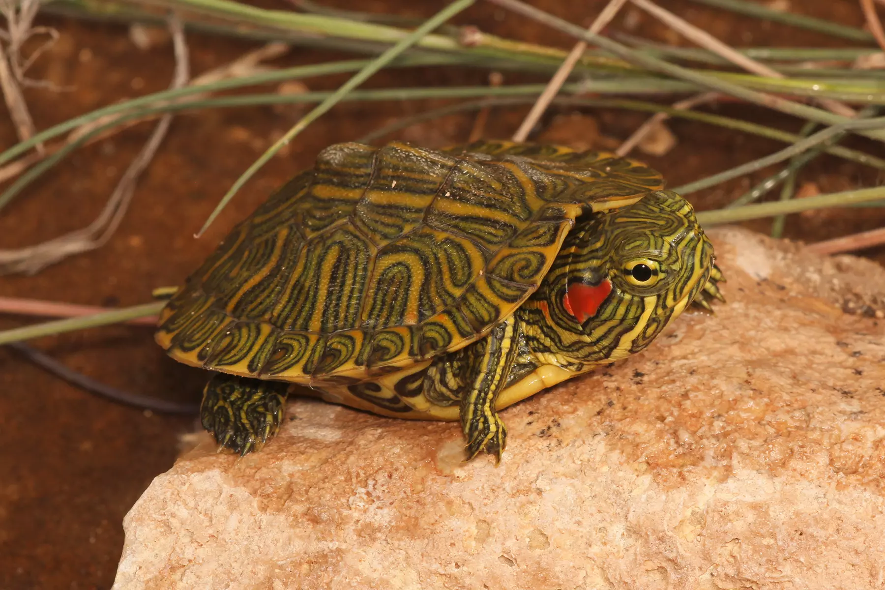 Photo de la tortue