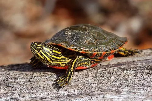 Photo de la tortue