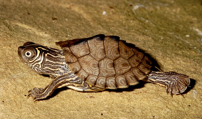 Photo de la tortue