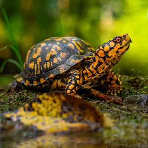 Photo de la tortue