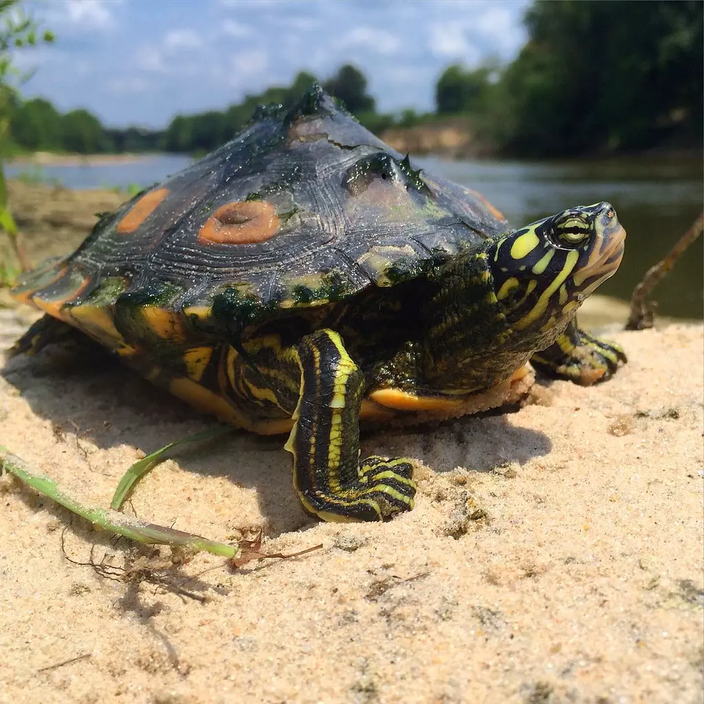 Photo de la tortue