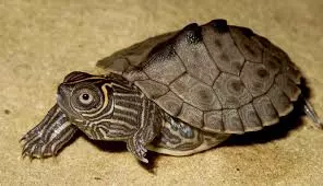 Photo de la tortue