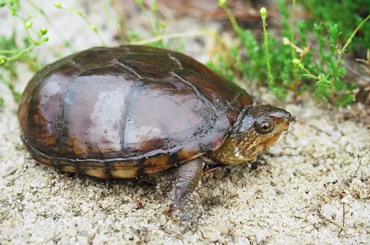 Photo de la tortue