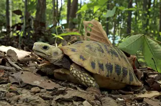 Photo de la tortue