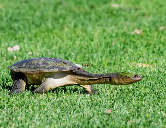 Photo de la tortue