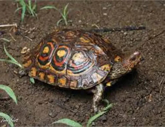 Photo de la tortue