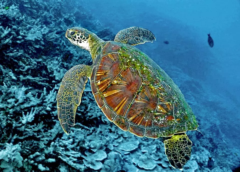 Photo de la tortue