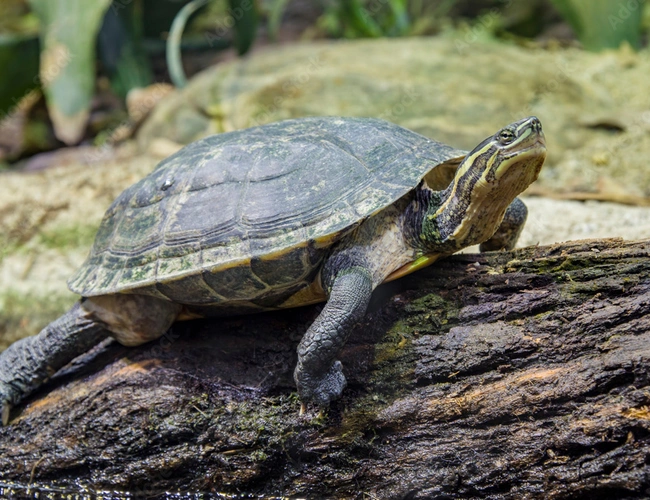 Photo de la tortue