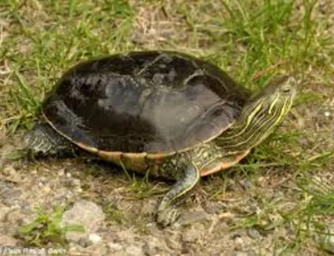 Photo de la tortue