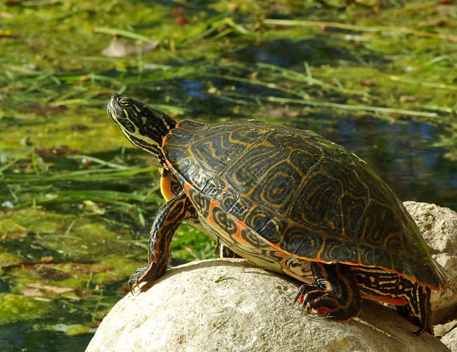 Photo de la tortue