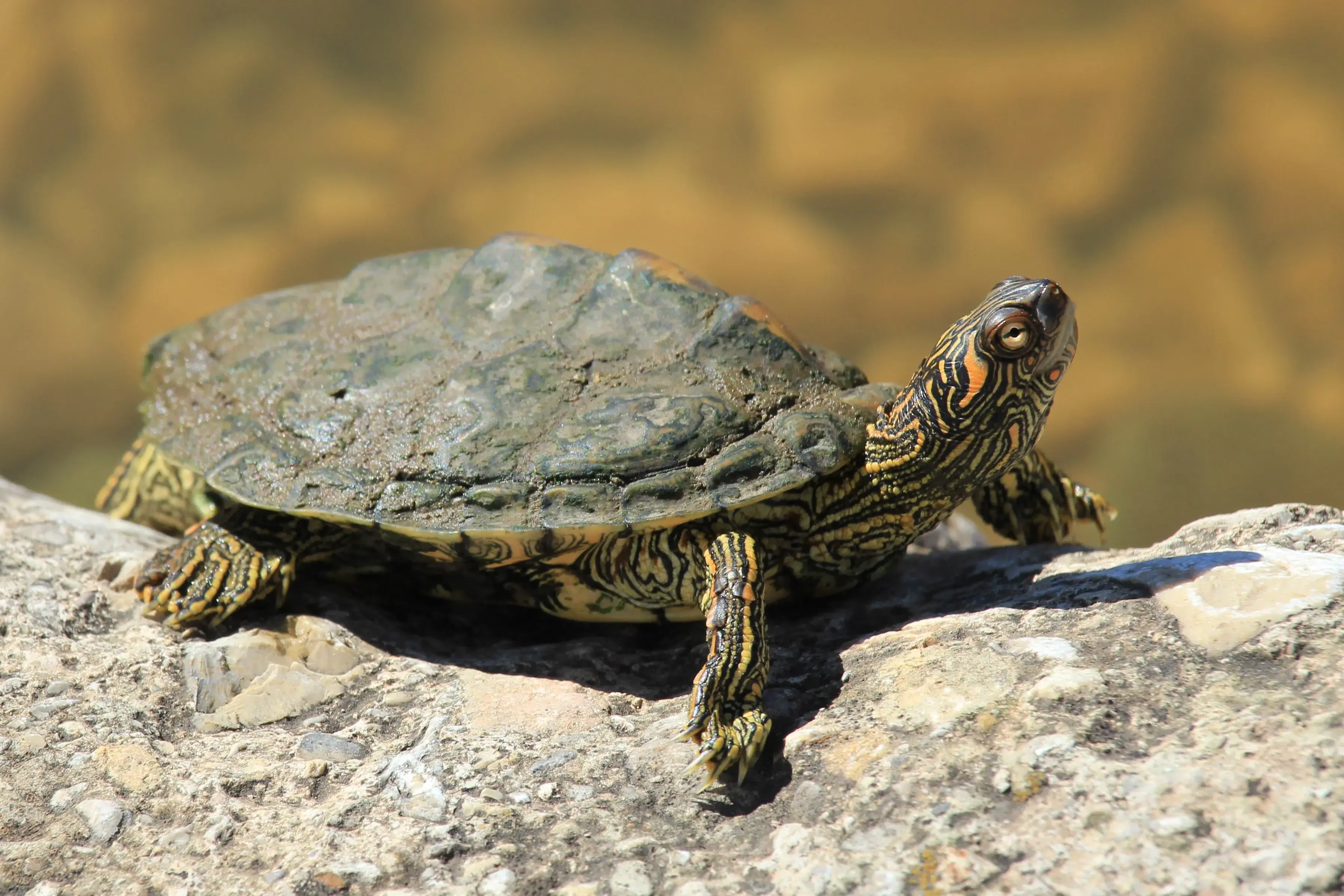 Photo de la tortue