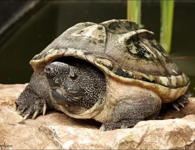 Photo de la tortue