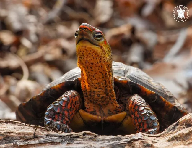 Photo de la tortue