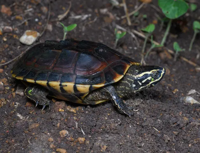 Photo de la tortue