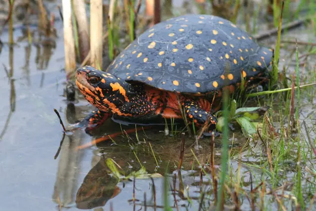 Photo de la tortue